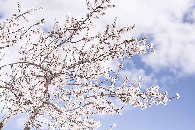 early cherry blossom seen from below against a blue sky with white clouds