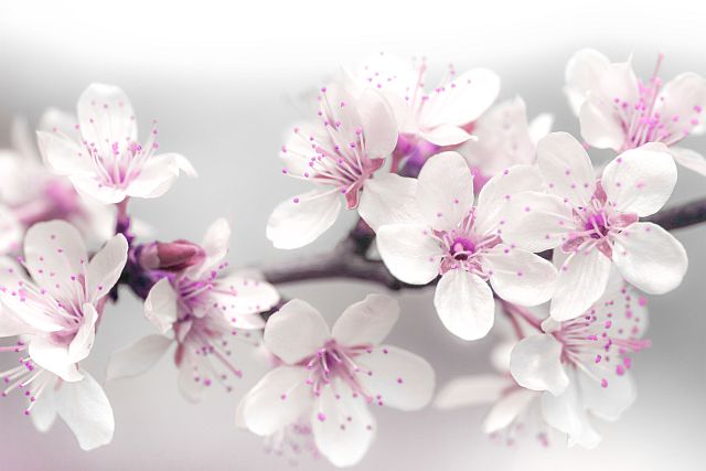 delicate plum blossoms close up