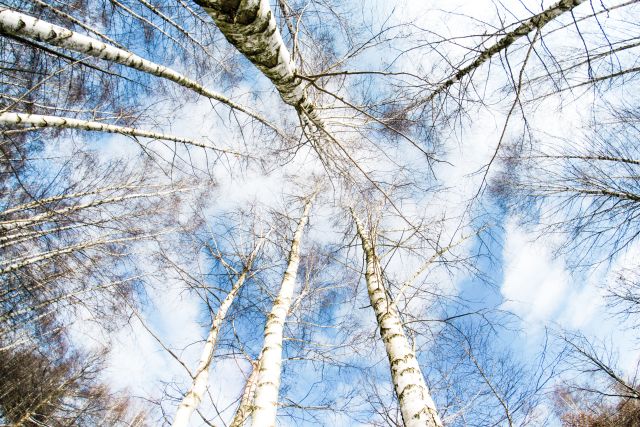 birch trees without leaves seen from below againsta  blue sky with white clouds