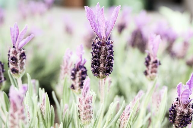 ornamental lavender flowers