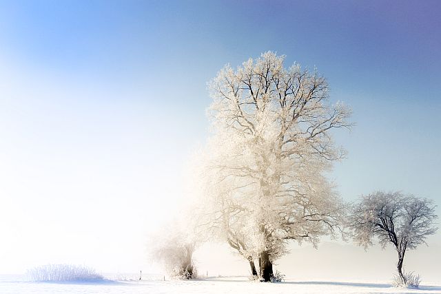 Large freestanding tree covered in snow in a wintery landscape against a blue sky