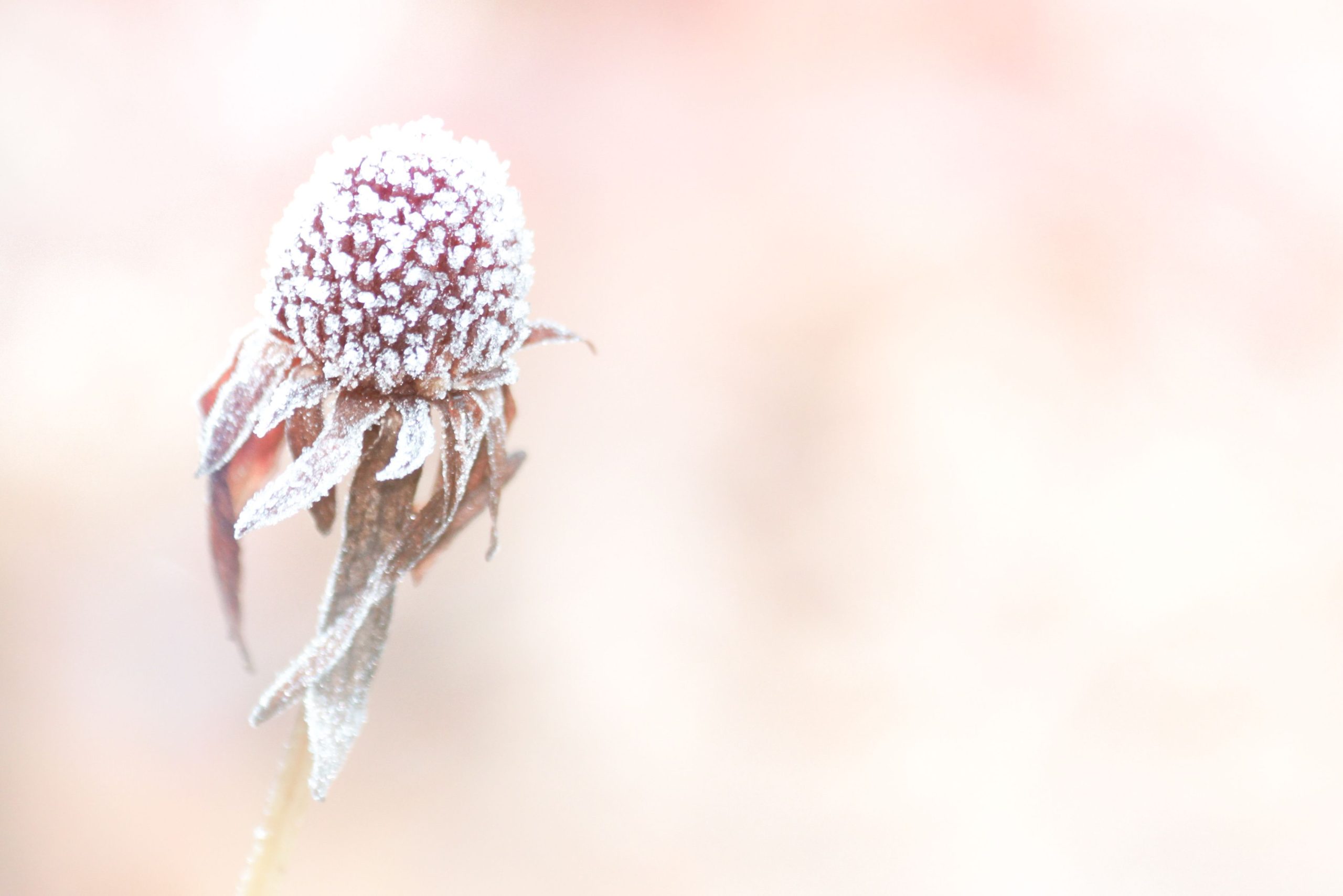 frosted over flower against a blurred background