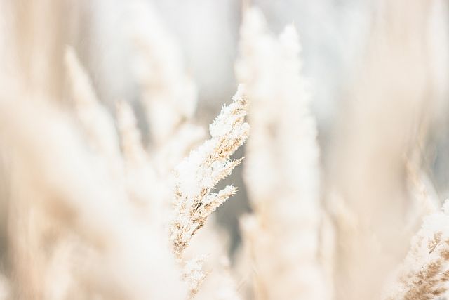 Reeds plumes with frost on them