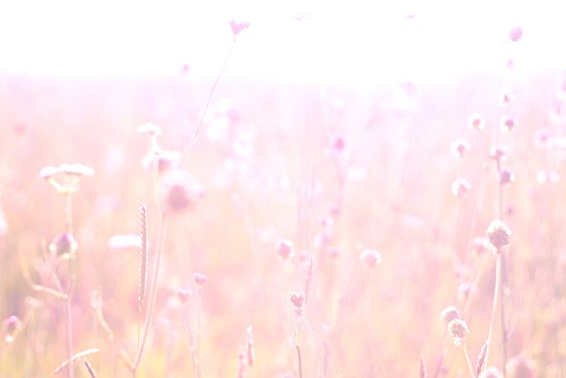 high key photo of grasses in pink morning light