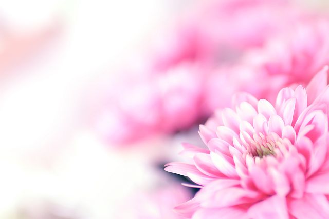 close-up of pink Chrysantum flower