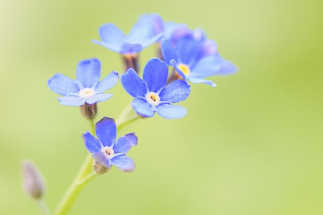 delicate blue flower against a soft green background