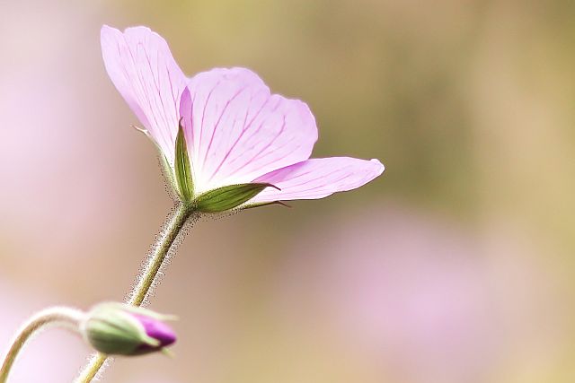 soft focus pink flower