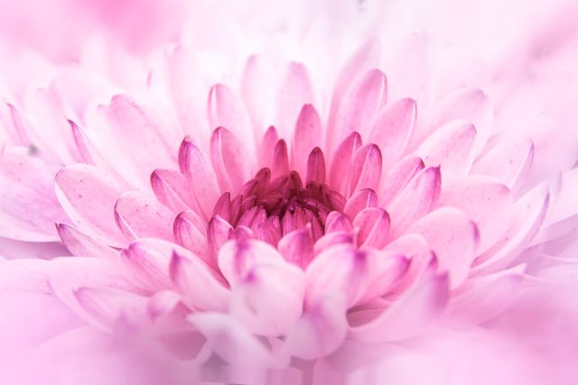 closeup of the heart of a chrysanthemum flower